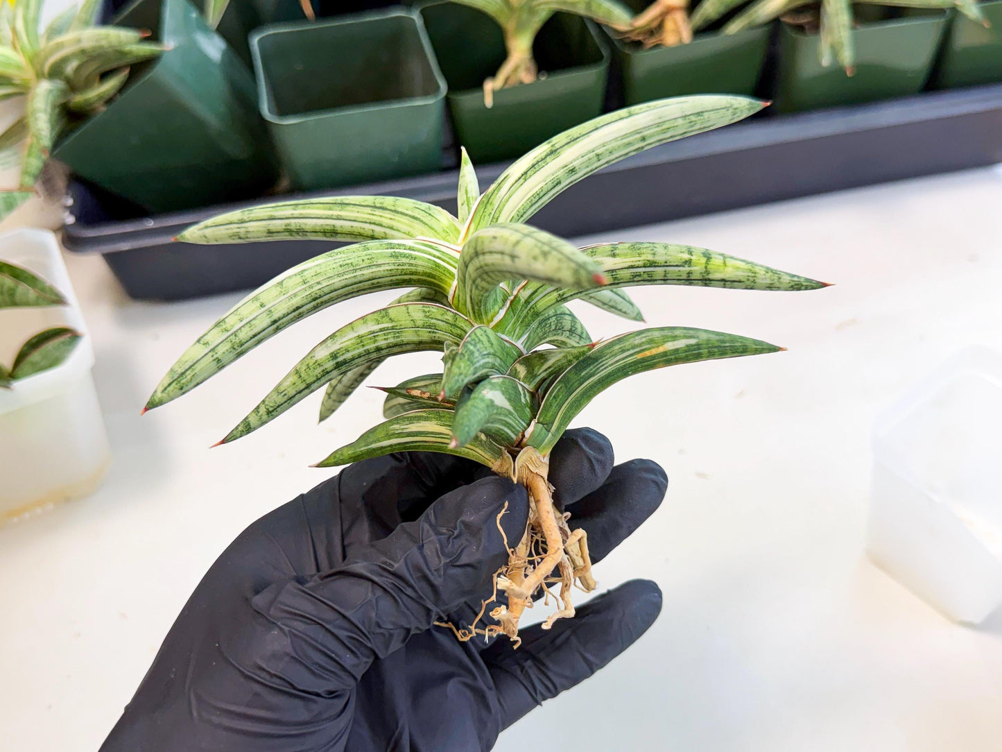 Sansevieria Lav 1970 var (ca4) (y) | Imported