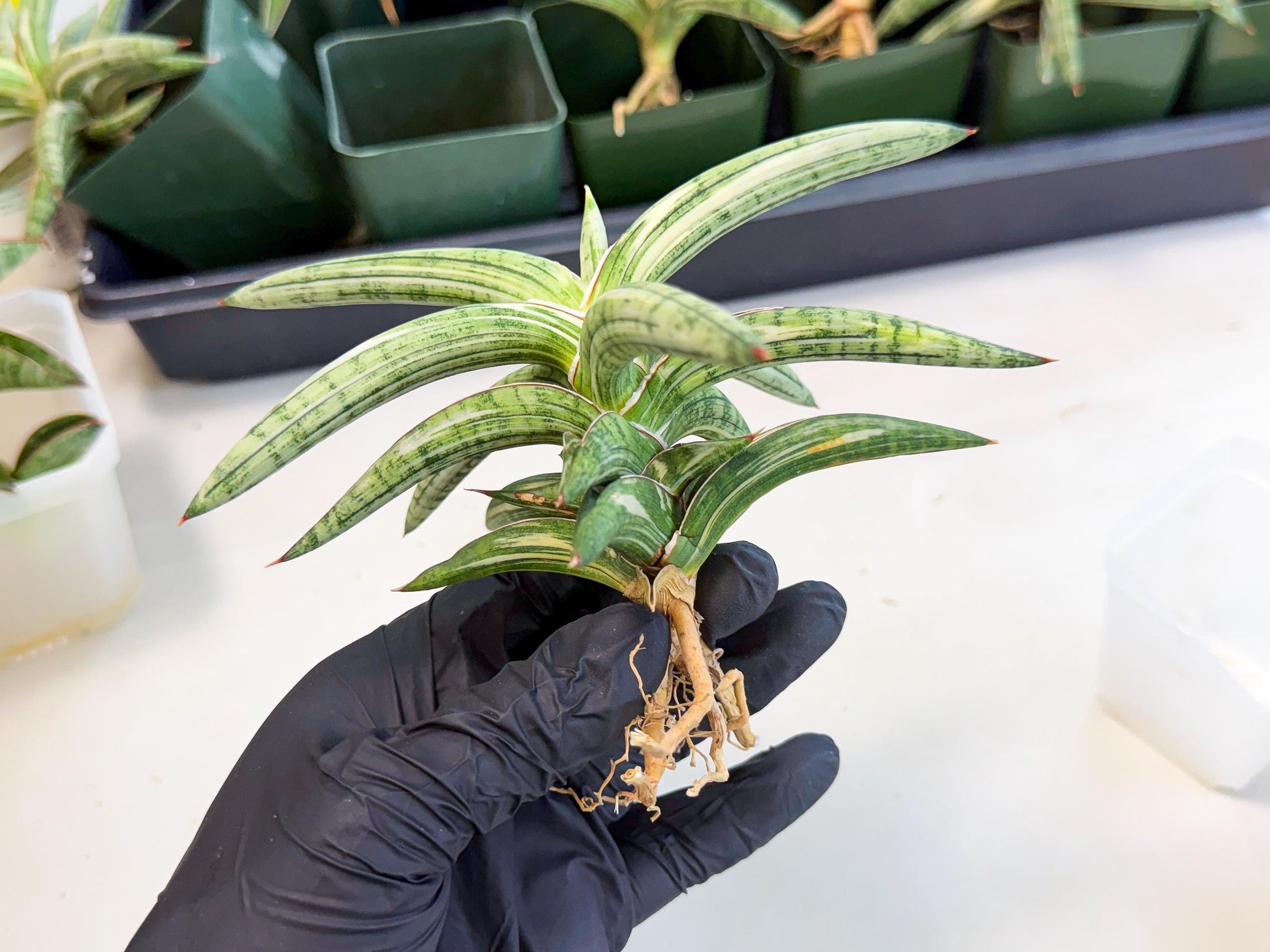 Sansevieria Lav 1970 var (ca4) (y) | Imported