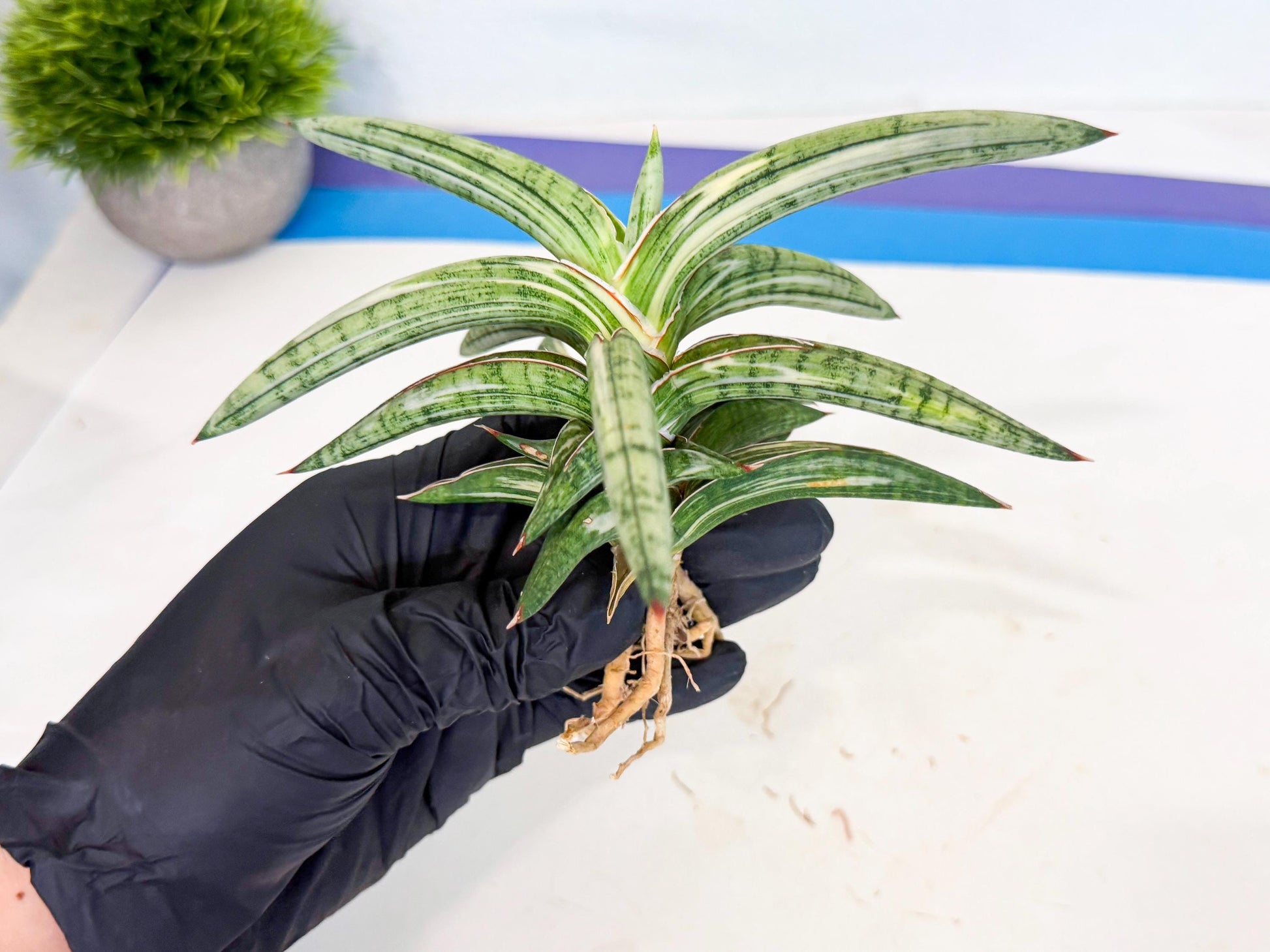 Sansevieria Lav 1970 var (ca4) (y) | Imported