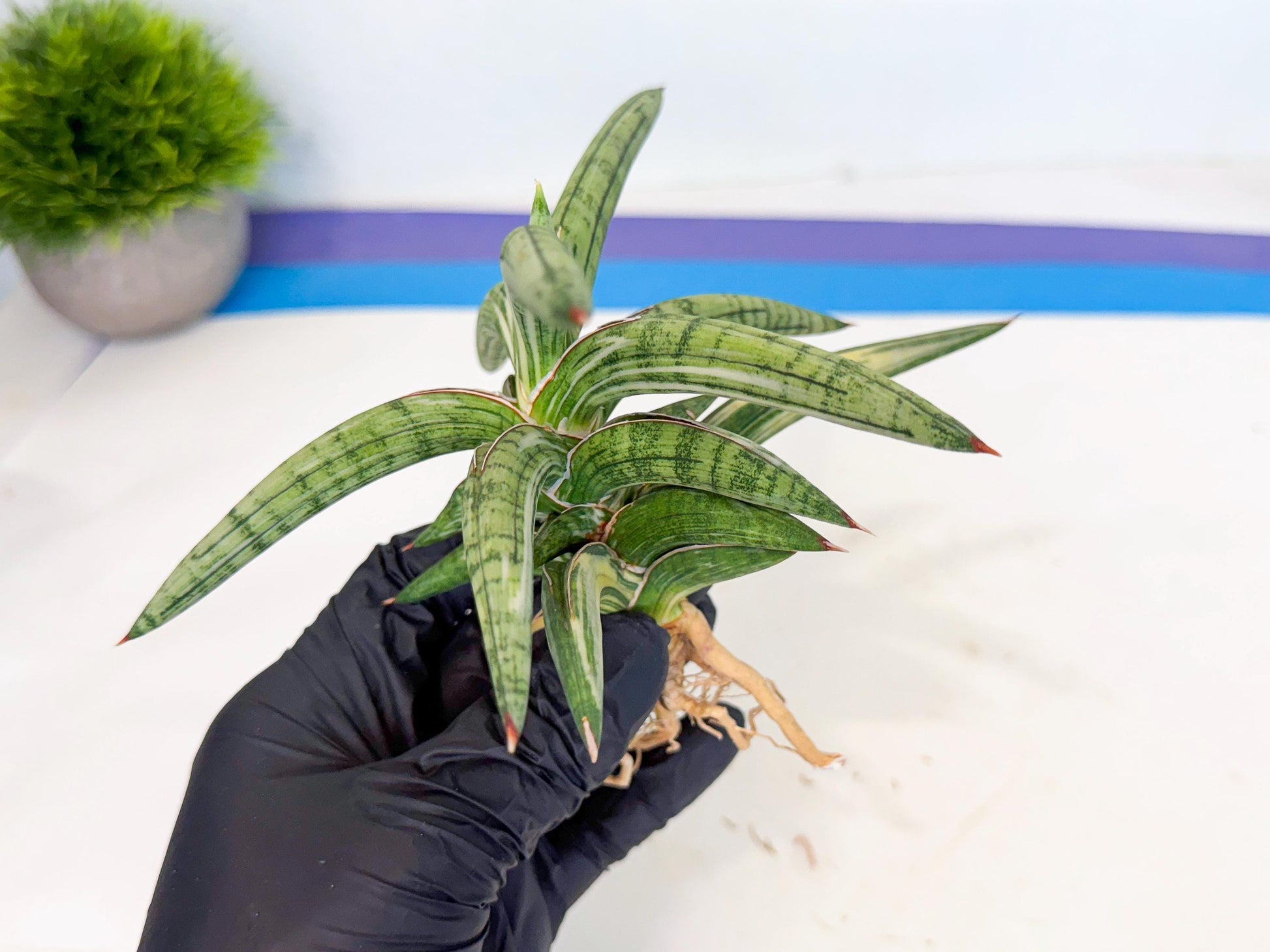 Sansevieria Lav 1970 var (ca4) (y) | Imported