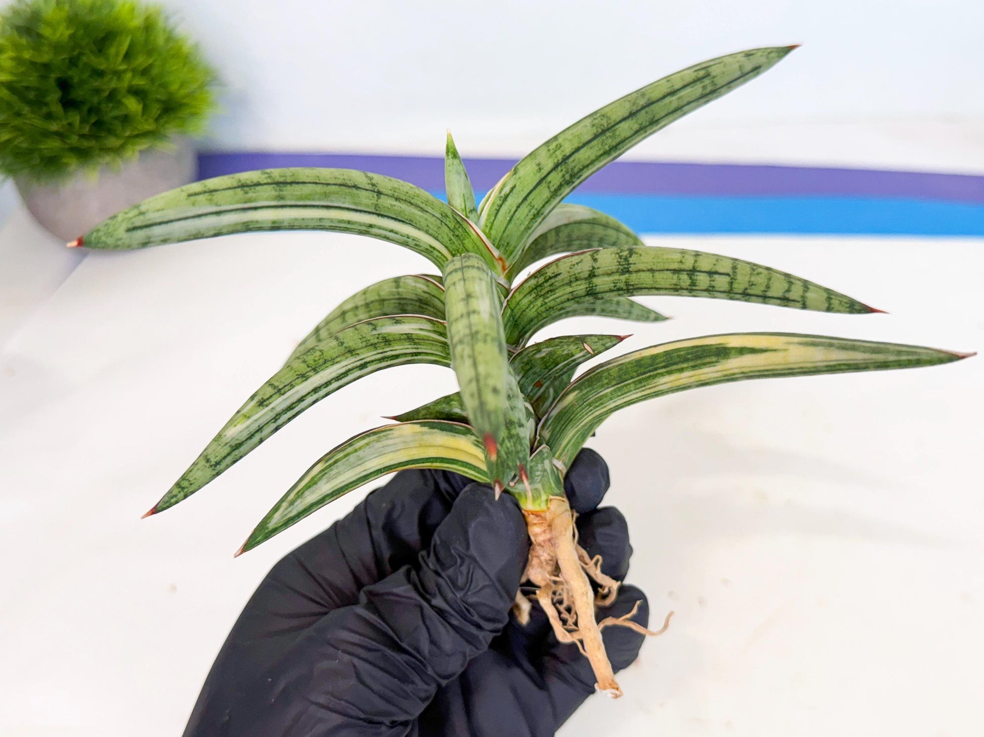 Sansevieria Lav 1970 var (ca4) (y) | Imported