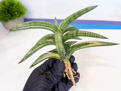 Sansevieria Lav 1970 var (ca4) (y) | Imported