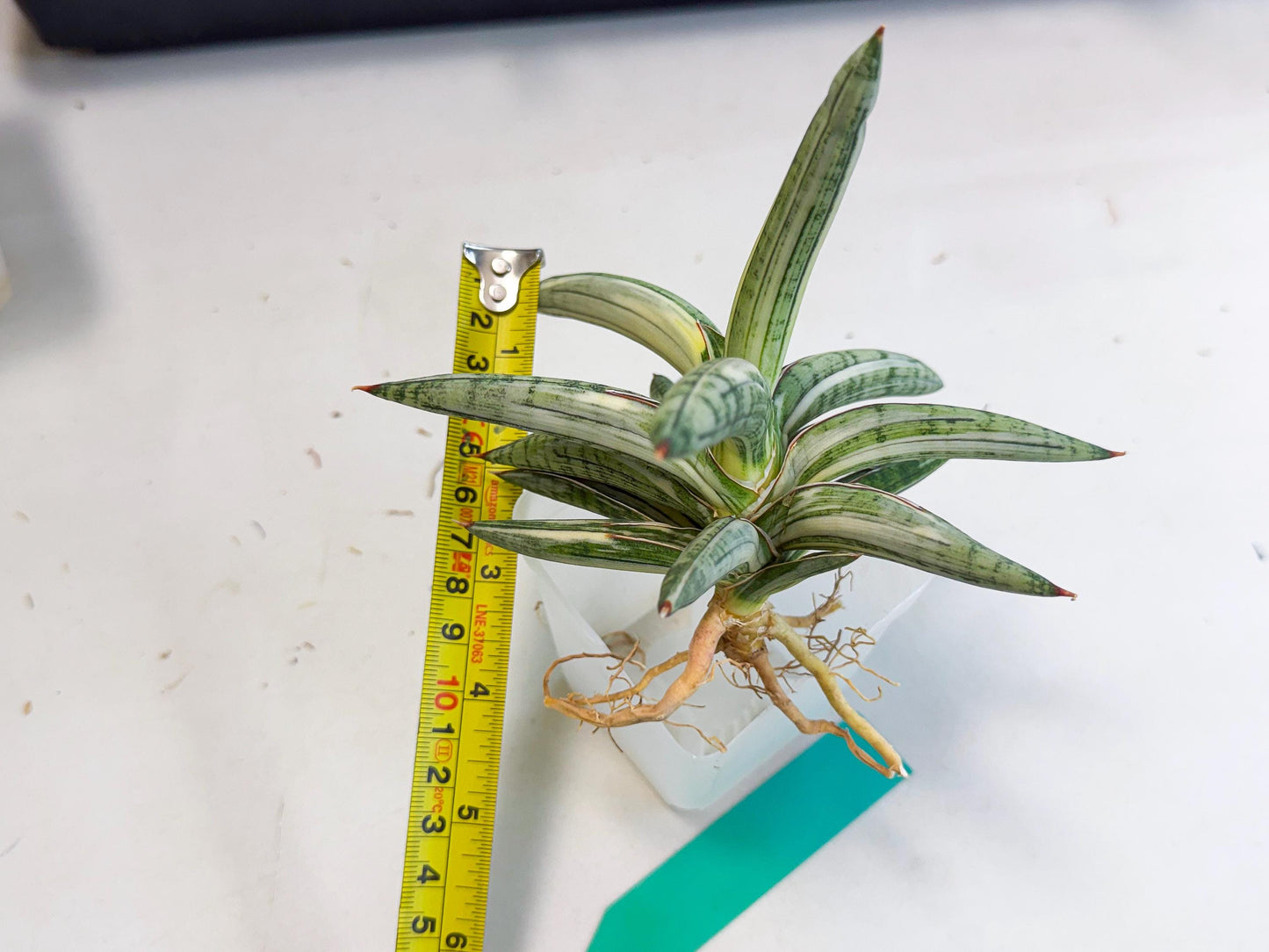 Sansevieria Lav 1970 var (ca4) (g) | Imported