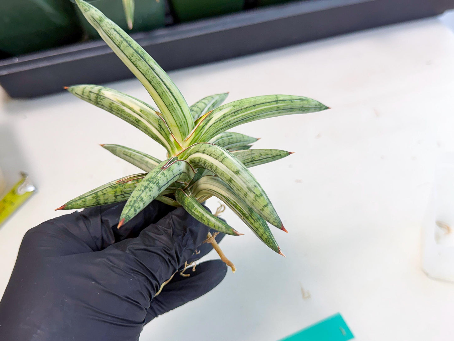 Sansevieria Lav 1970 var (ca4) (g) | Imported
