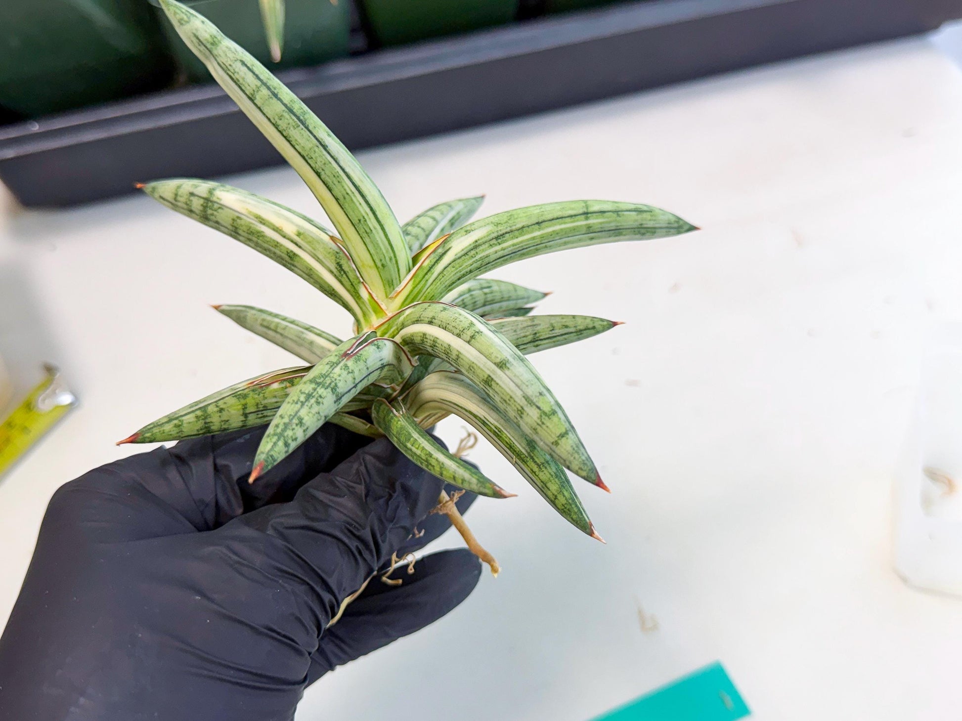 Sansevieria Lav 1970 var (ca4) (g) | Imported