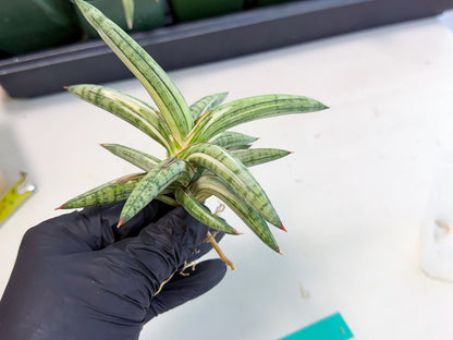 Sansevieria Lav 1970 var (ca4) (g) | Imported