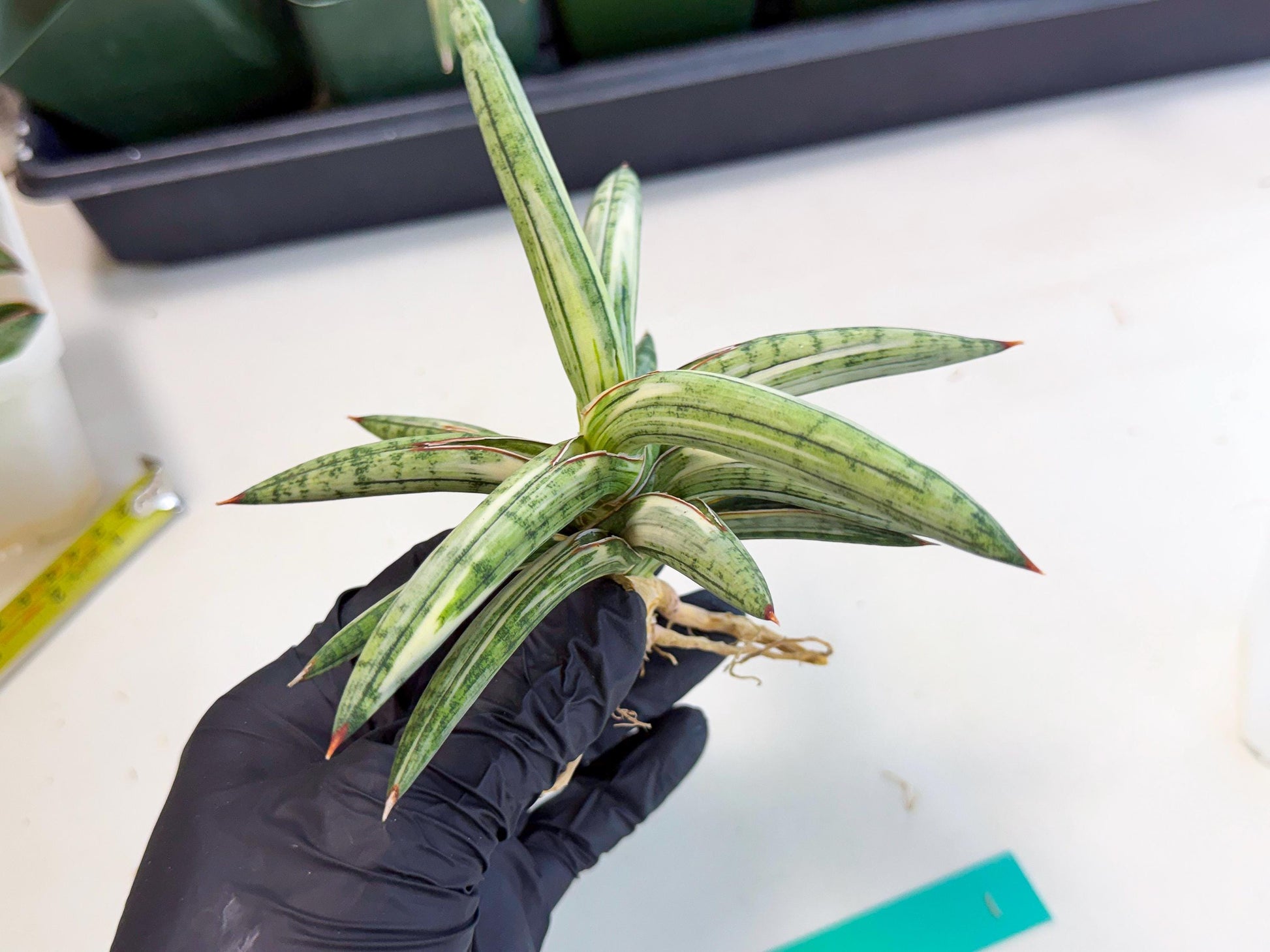 Sansevieria Lav 1970 var (ca4) (g) | Imported