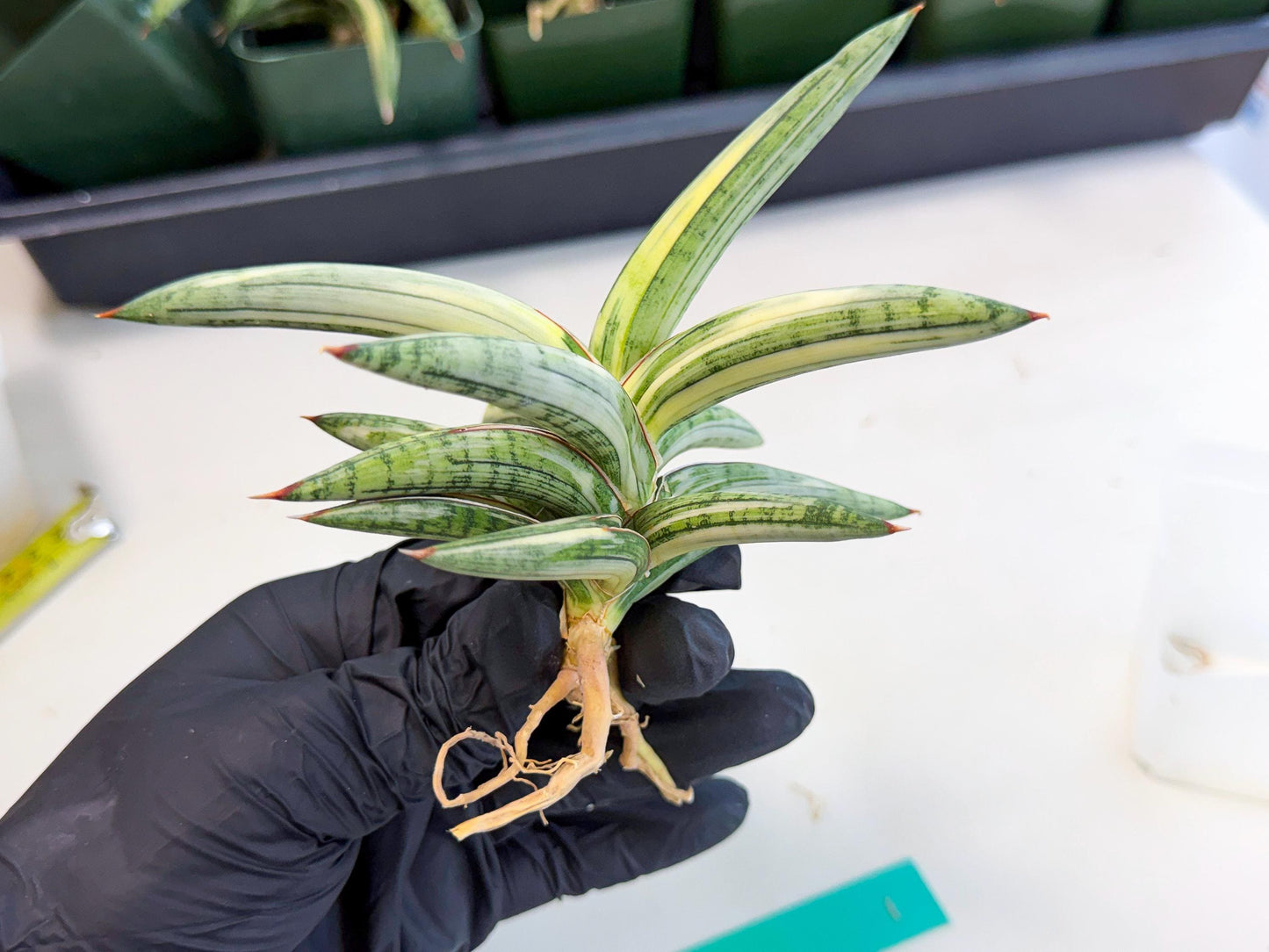 Sansevieria Lav 1970 var (ca4) (g) | Imported