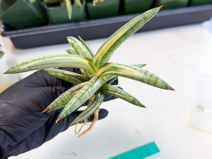 Sansevieria Lav 1970 var (ca4) (g) | Imported