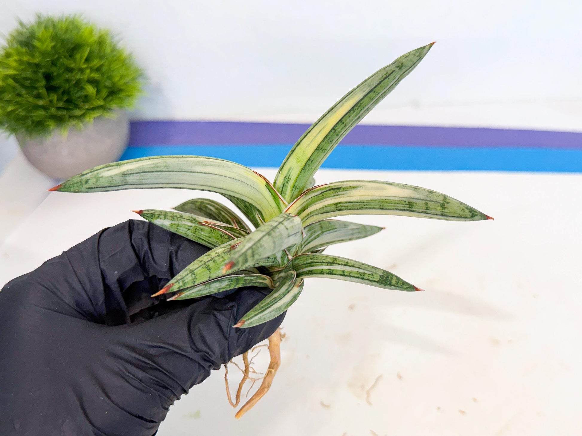 Sansevieria Lav 1970 var (ca4) (g) | Imported