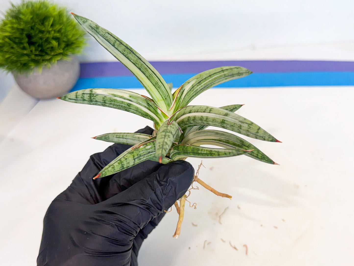 Sansevieria Lav 1970 var (ca4) (g) | Imported