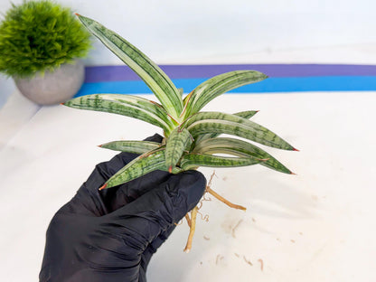 Sansevieria Lav 1970 var (ca4) (g) | Imported