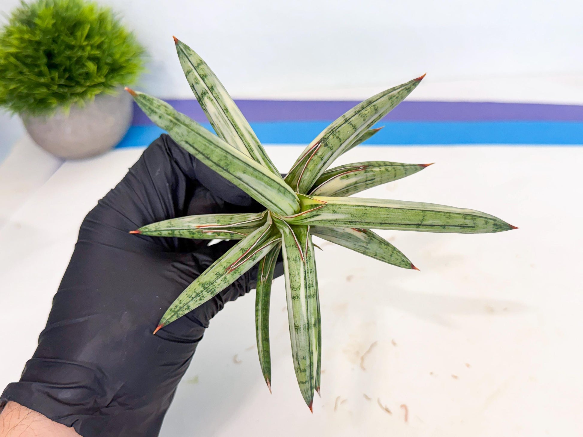 Sansevieria Lav 1970 var (ca4) (g) | Imported