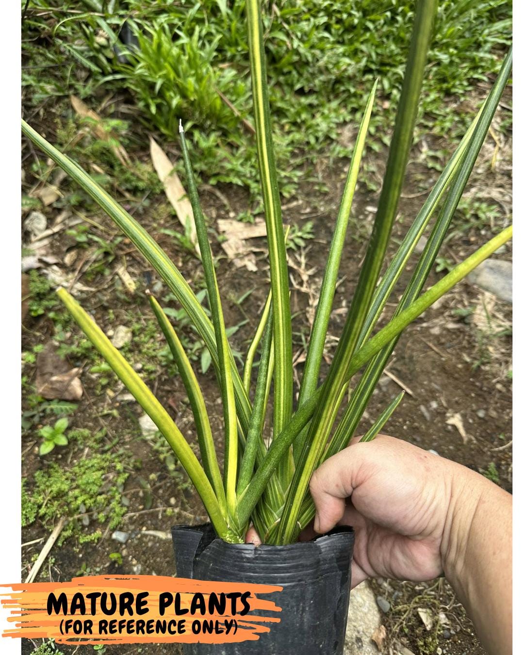 Sansevieria Erythraeae Var (ca4) (p) | Imported