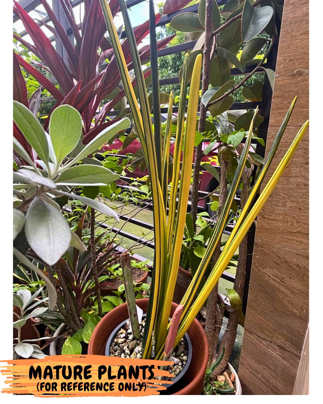 Sansevieria Erythraeae Var (ca4) (p) | Imported