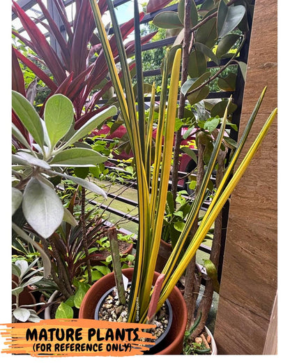 Sansevieria Erythraeae Var (ca4) (r) | Imported