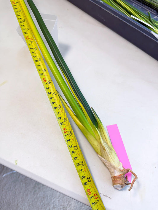 Sansevieria Erythraeae Var (ca4) (p) | Imported