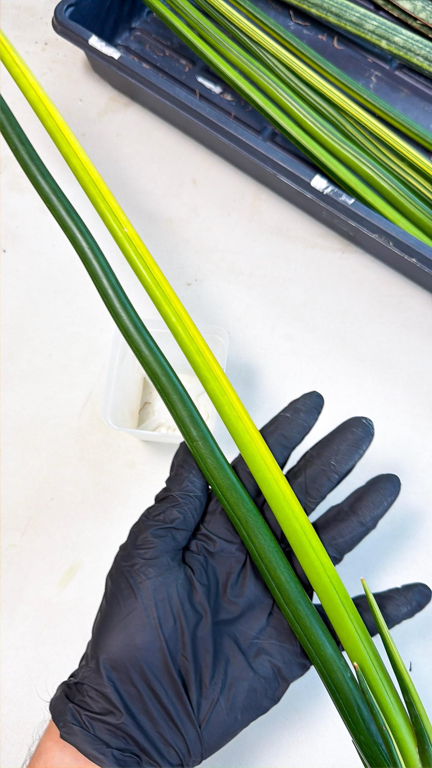 Sansevieria Erythraeae Var (ca4) (p) | Imported