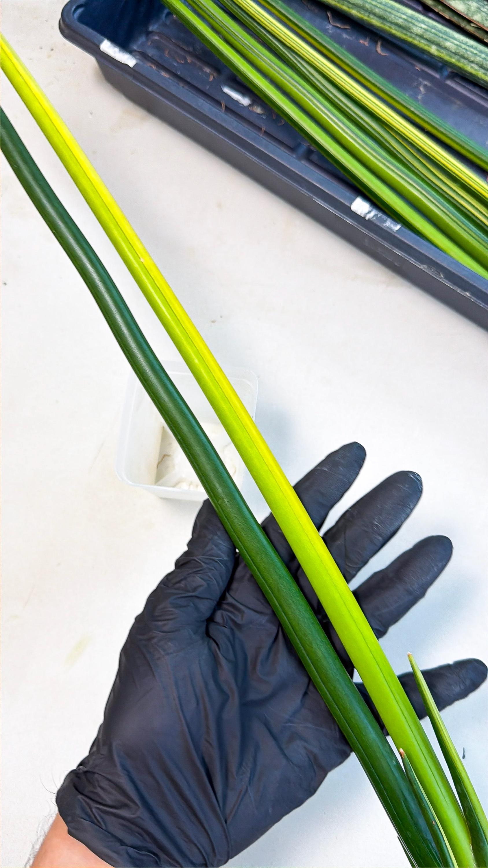 Sansevieria Erythraeae Var (ca4) (p) | Imported