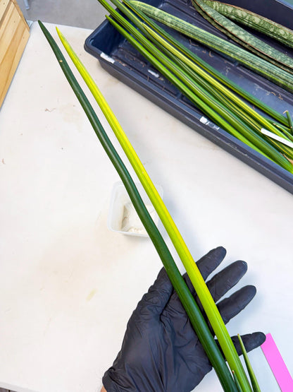 Sansevieria Erythraeae Var (ca4) (p) | Imported