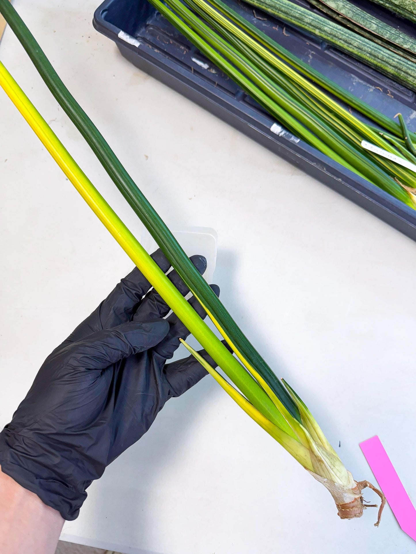 Sansevieria Erythraeae Var (ca4) (p) | Imported