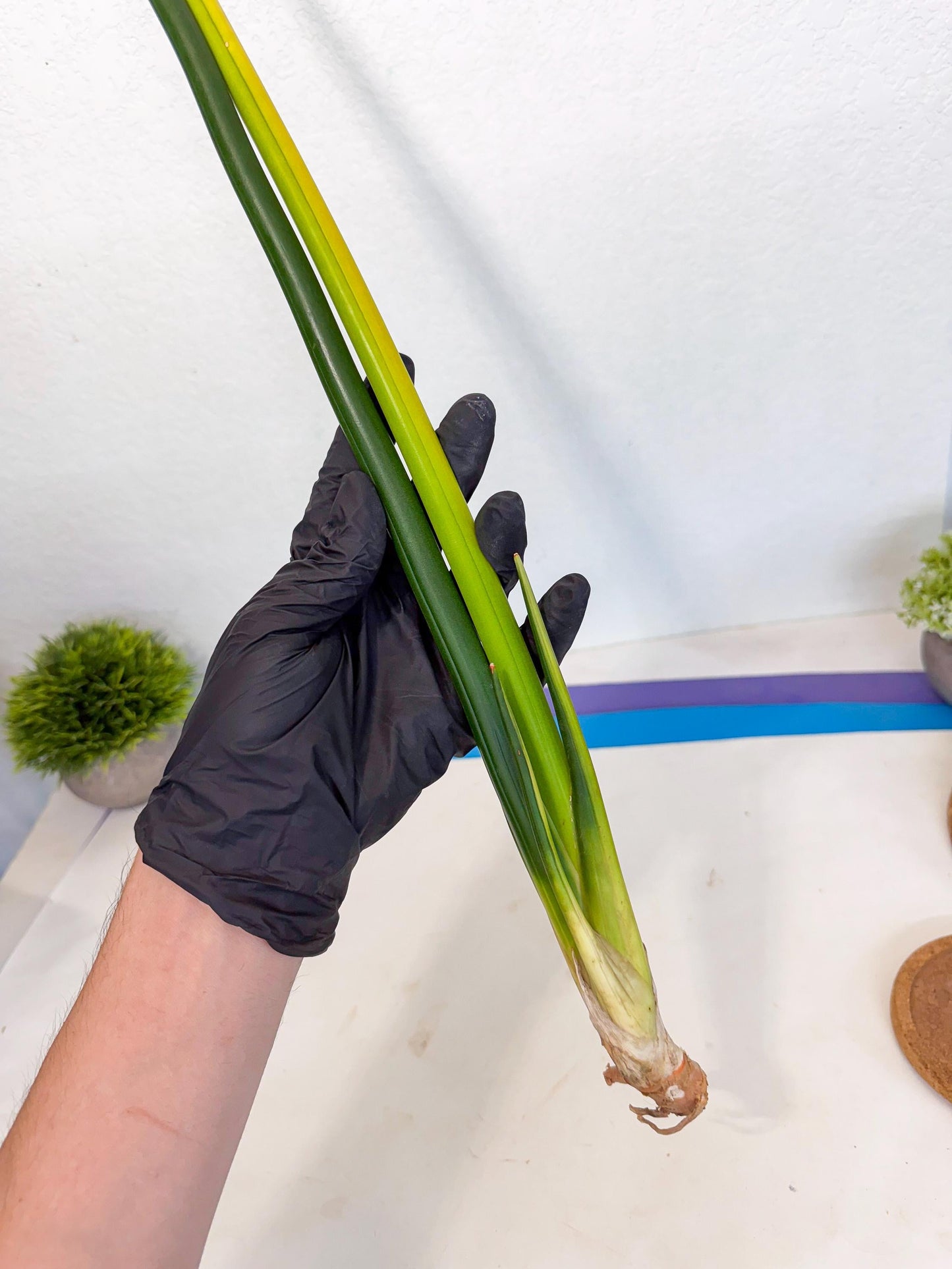 Sansevieria Erythraeae Var (ca4) (p) | Imported