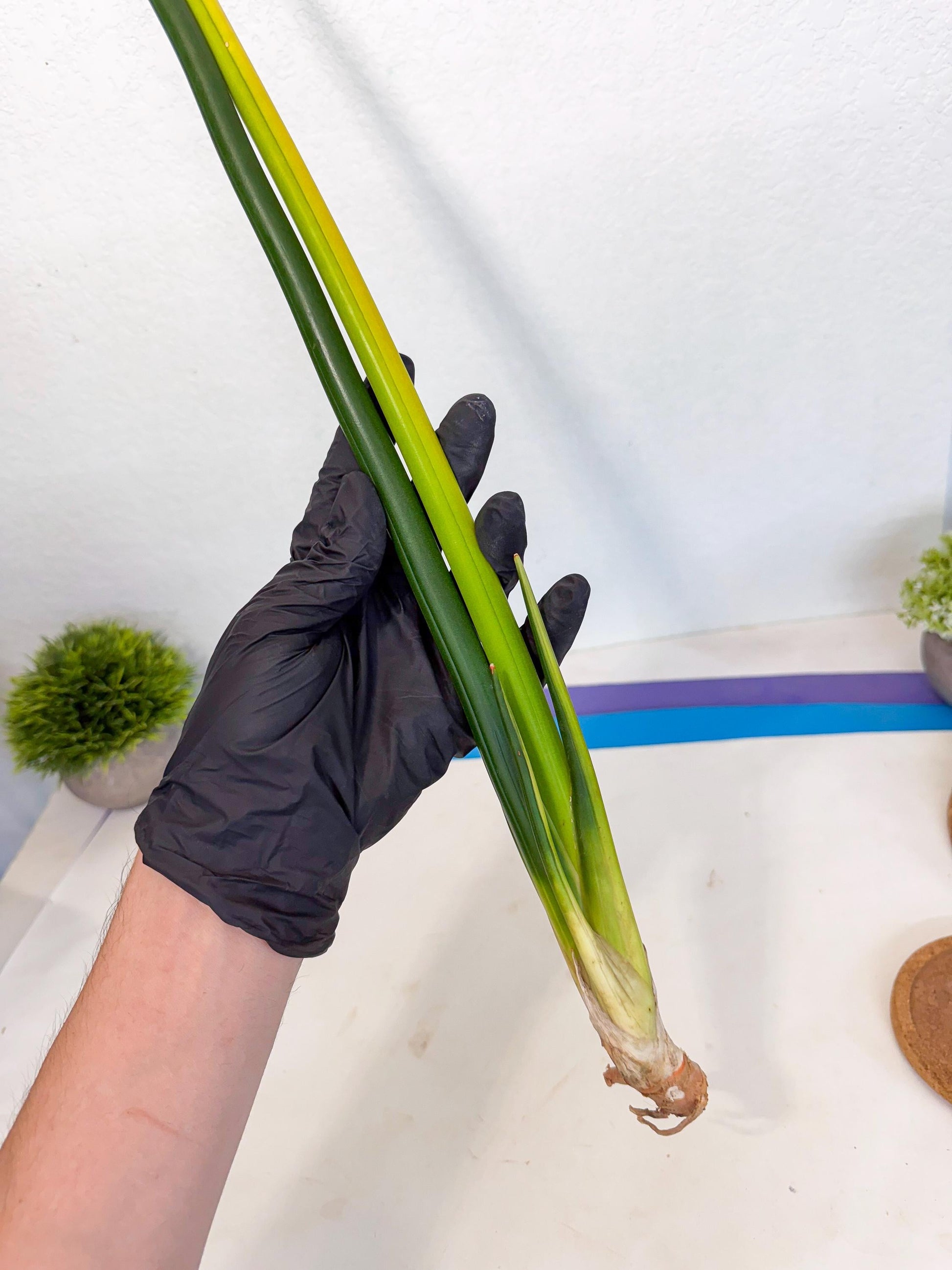 Sansevieria Erythraeae Var (ca4) (p) | Imported
