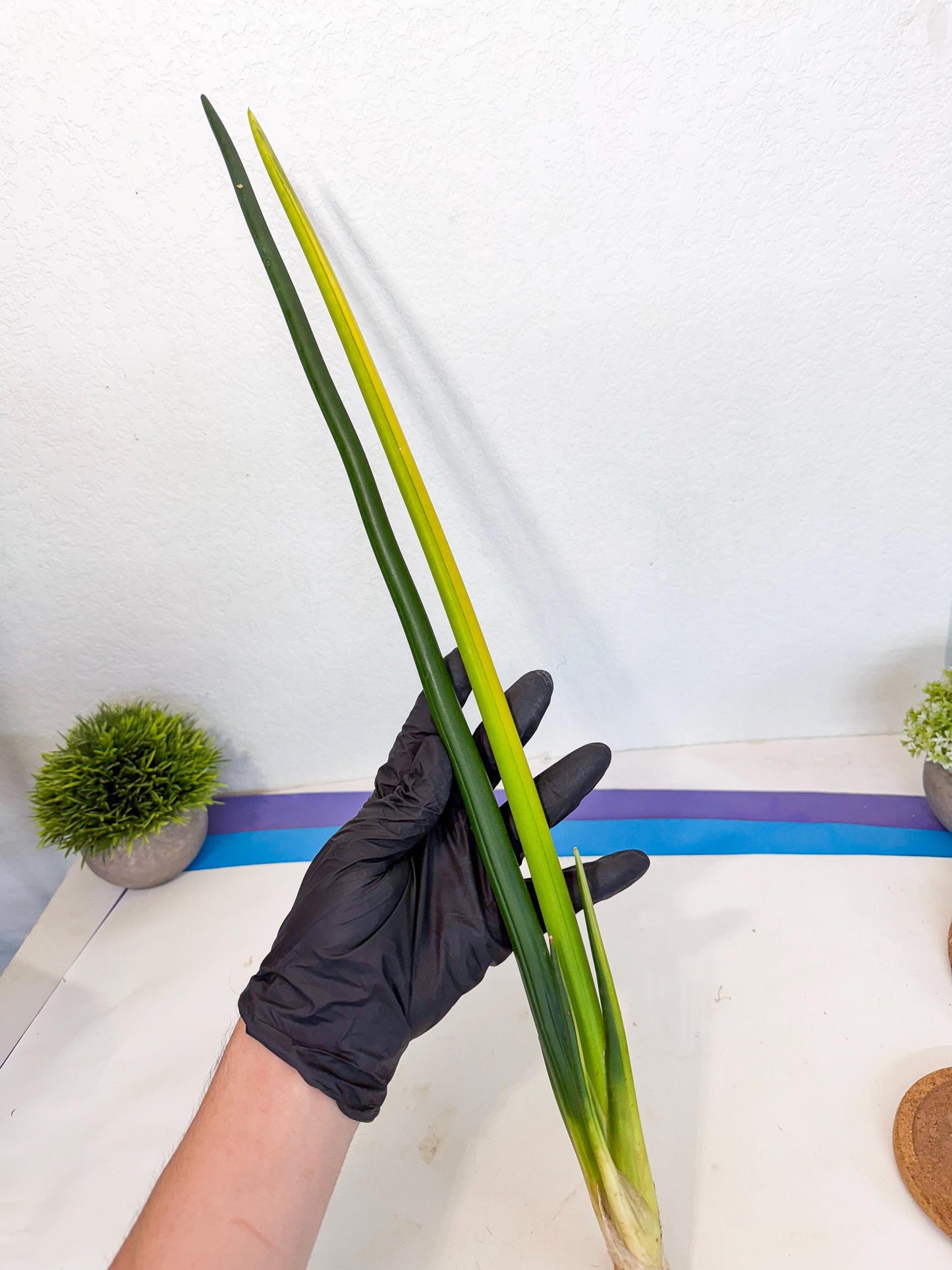 Sansevieria Erythraeae Var (ca4) (p) | Imported