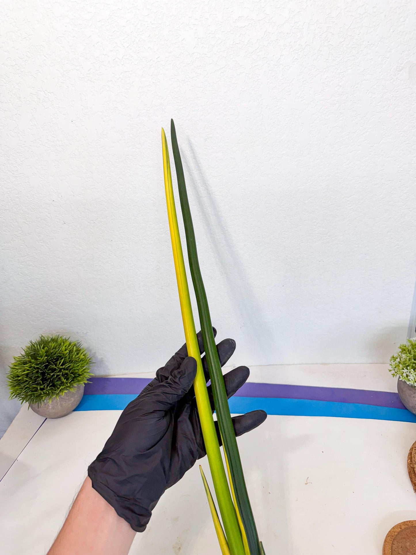 Sansevieria Erythraeae Var (ca4) (p) | Imported