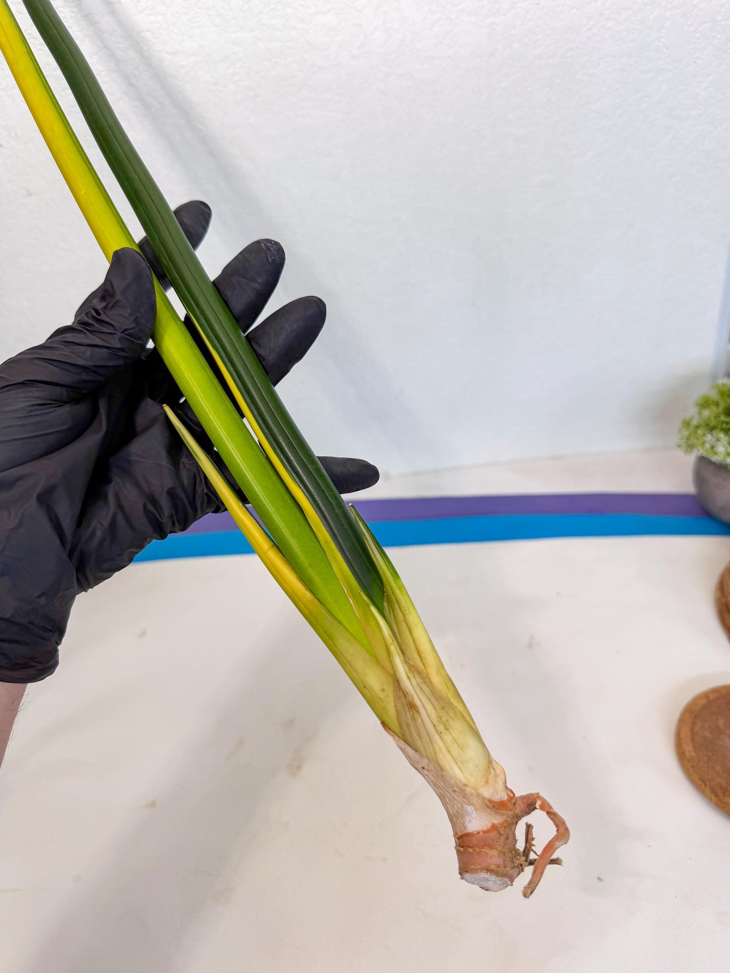 Sansevieria Erythraeae Var (ca4) (p) | Imported