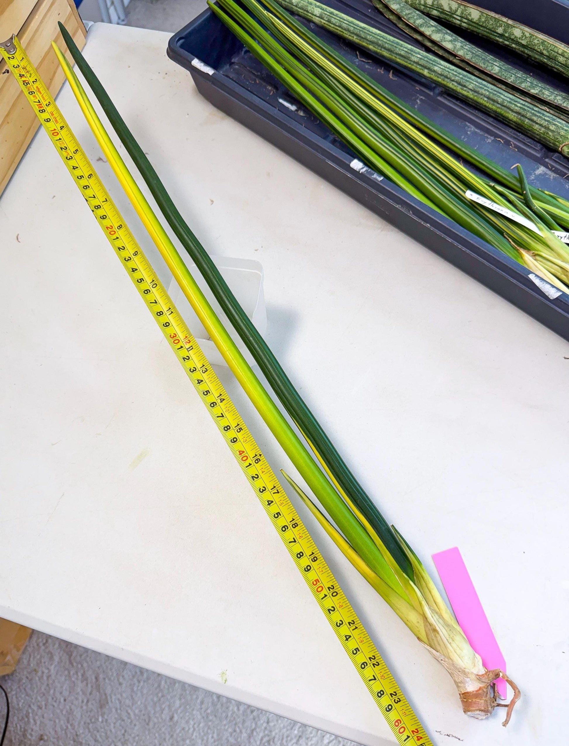 Sansevieria Erythraeae Var (ca4) (p) | Imported