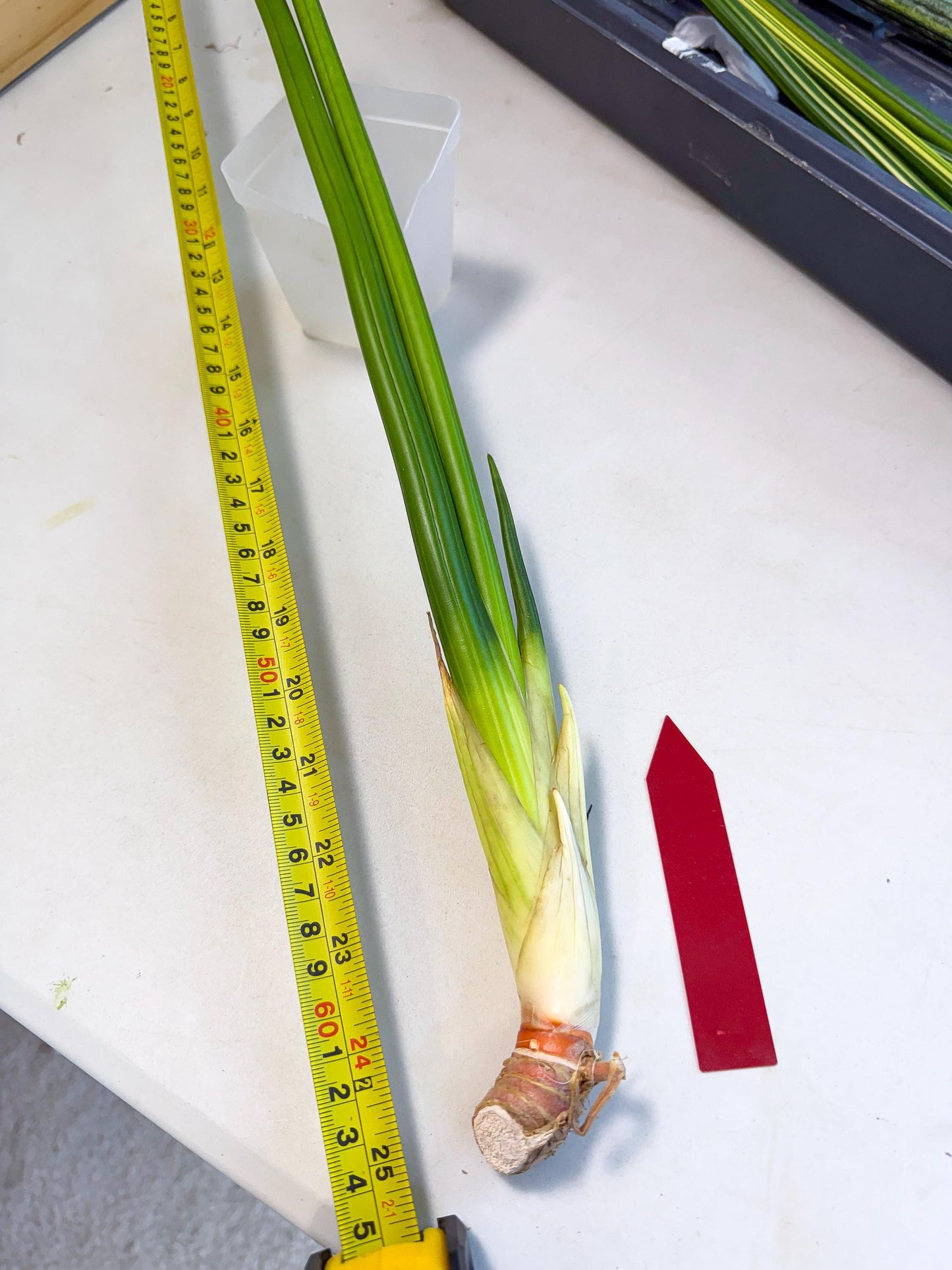 Sansevieria Erythraeae Var (ca4) (r) | Imported