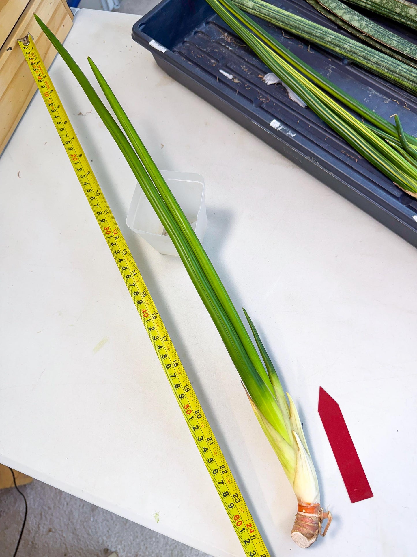 Sansevieria Erythraeae Var (ca4) (r) | Imported