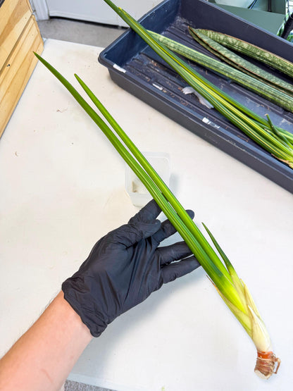 Sansevieria Erythraeae Var (ca4) (r) | Imported
