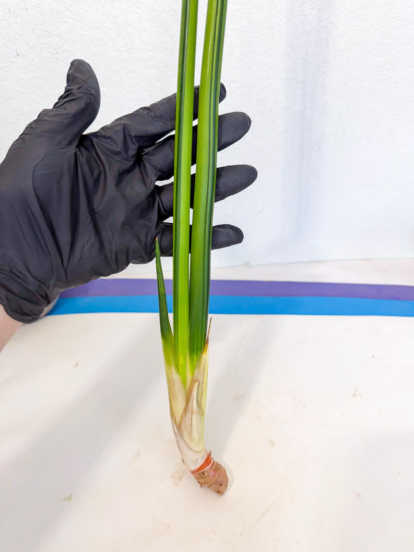 Sansevieria Erythraeae Var (ca4) (r) | Imported