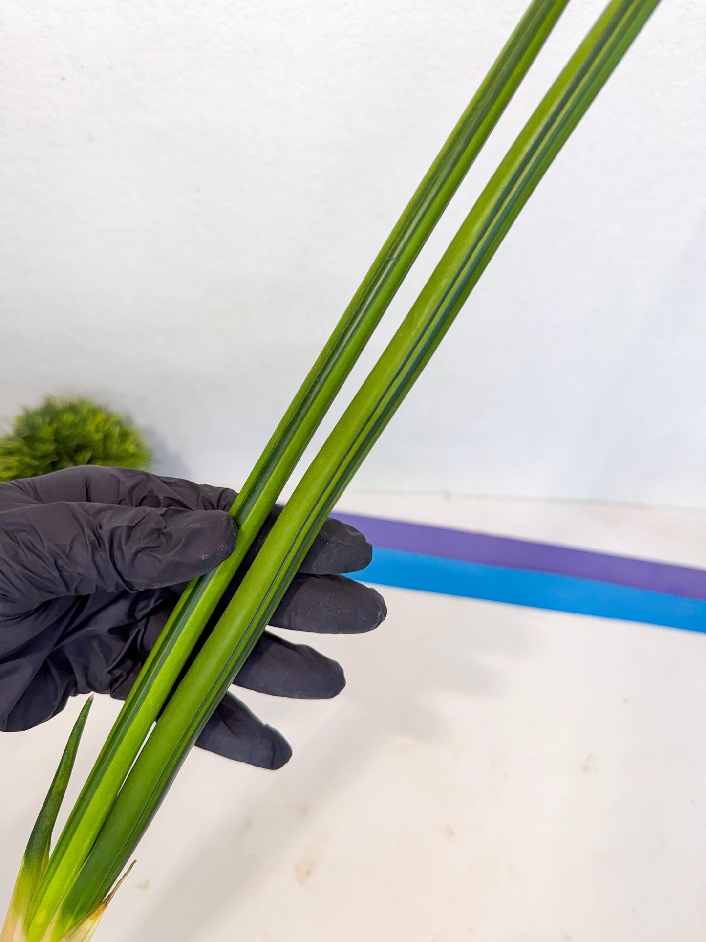 Sansevieria Erythraeae Var (ca4) (r) | Imported