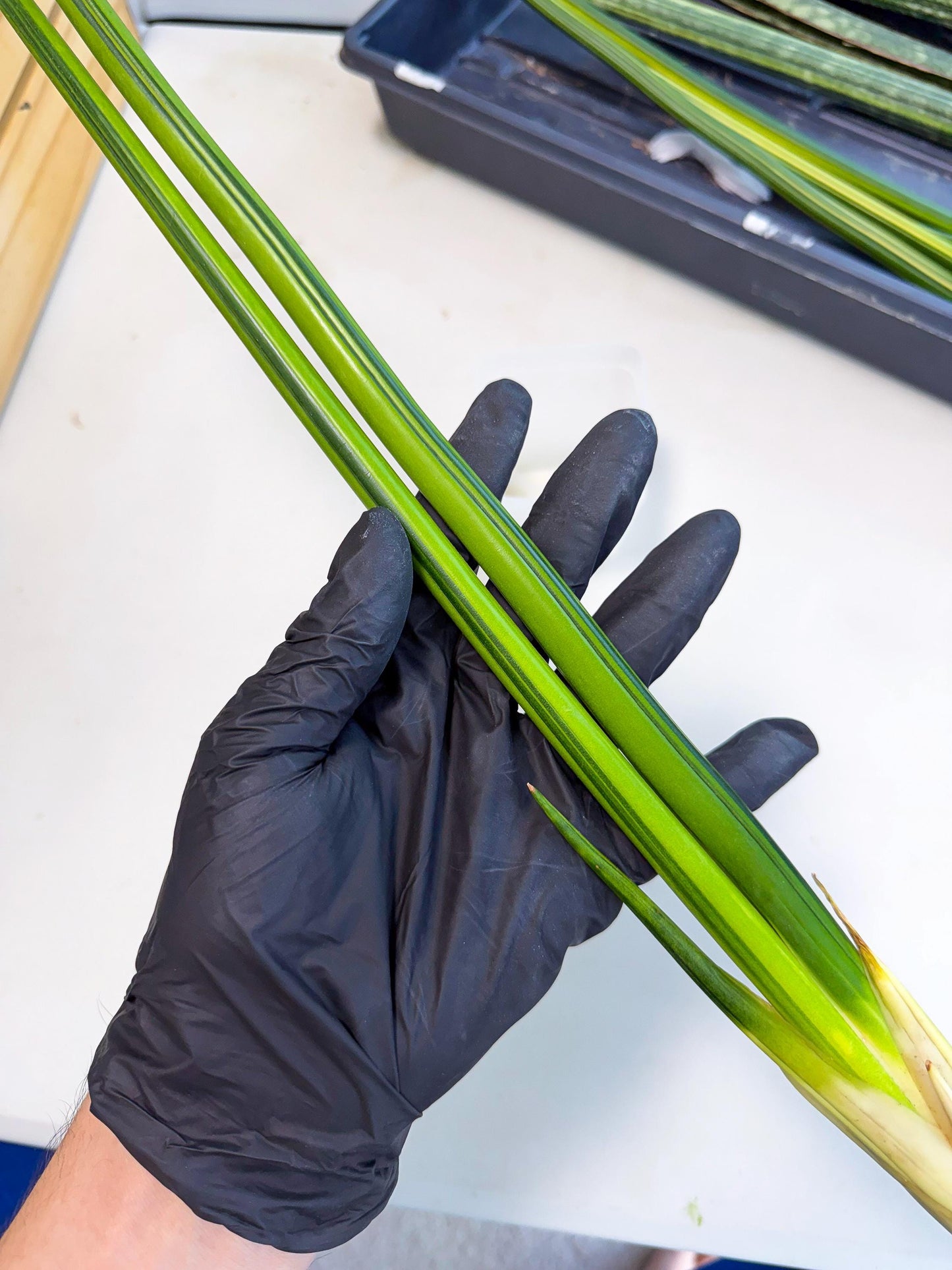 Sansevieria Erythraeae Var (ca4) (r) | Imported