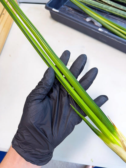 Sansevieria Erythraeae Var (ca4) (r) | Imported