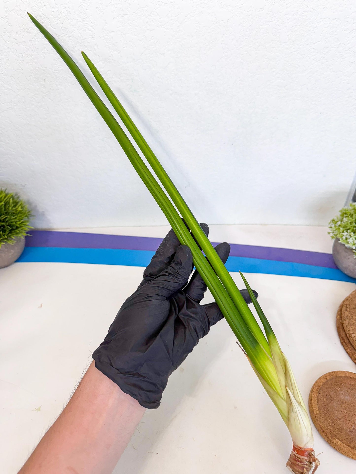 Sansevieria Erythraeae Var (ca4) (r) | Imported
