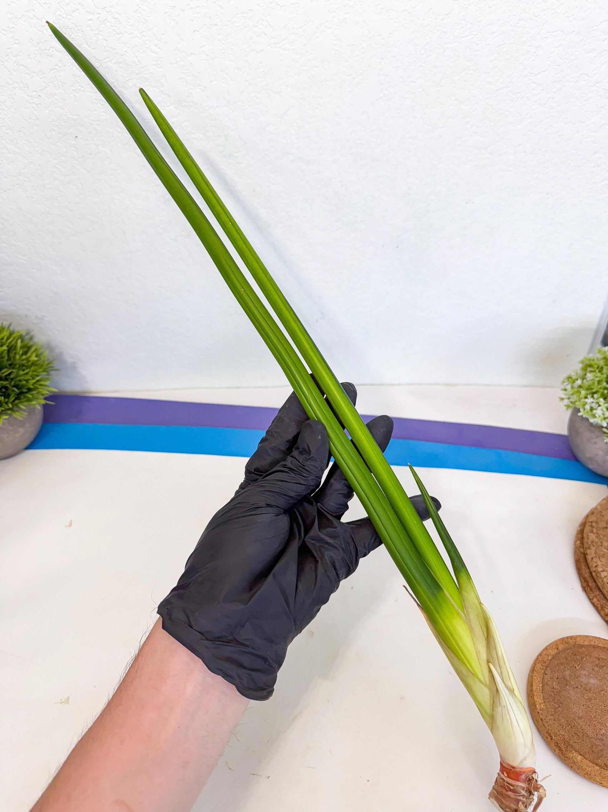 Sansevieria Erythraeae Var (ca4) (r) | Imported