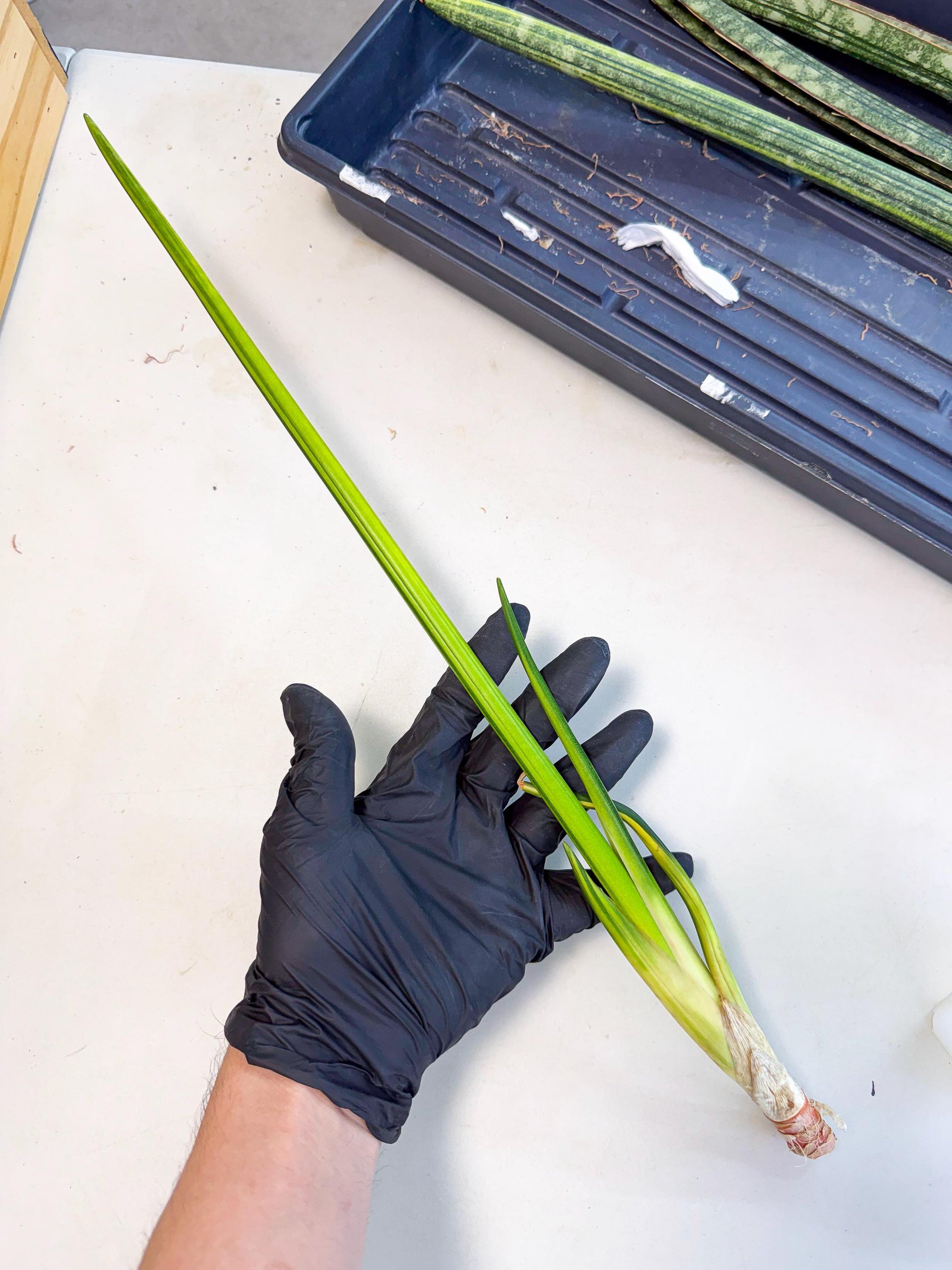 Sansevieria Erythraeae Var (ca4) (p) | Imported