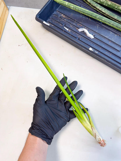 Sansevieria Erythraeae Var (ca4) (p) | Imported