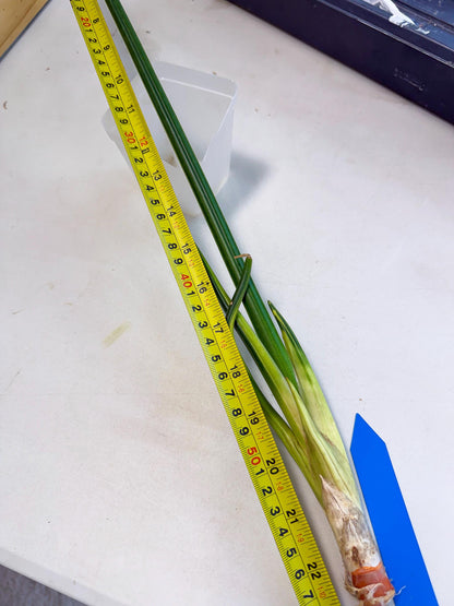 Sansevieria Erythraeae Var (ca4) (p) | Imported