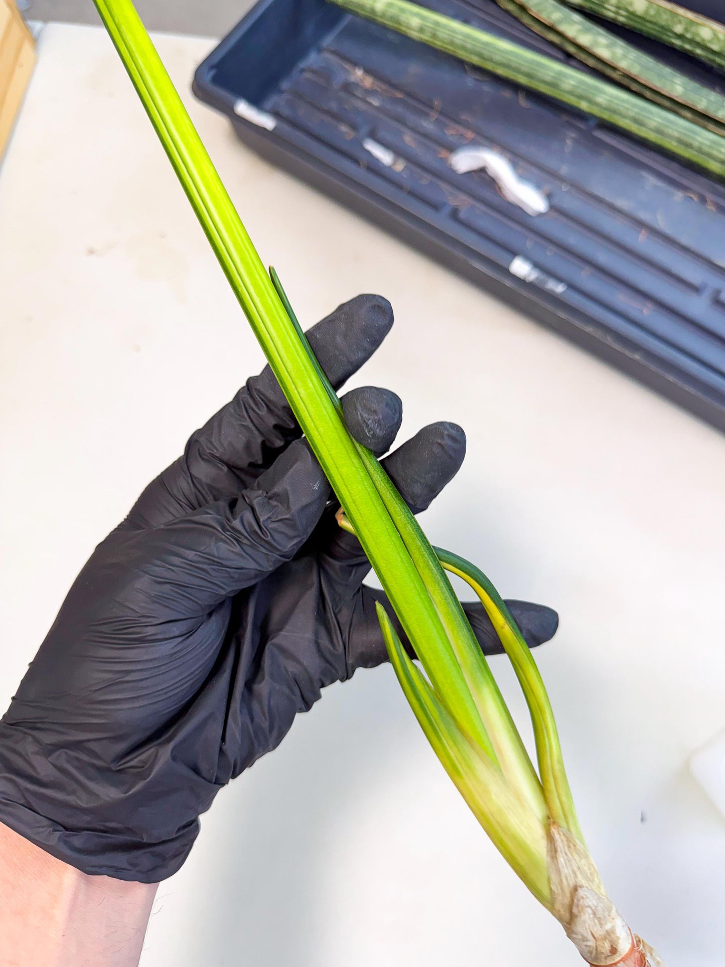 Sansevieria Erythraeae Var (ca4) (p) | Imported