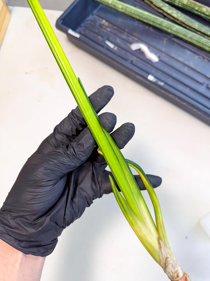 Sansevieria Erythraeae Var (ca4) (p) | Imported