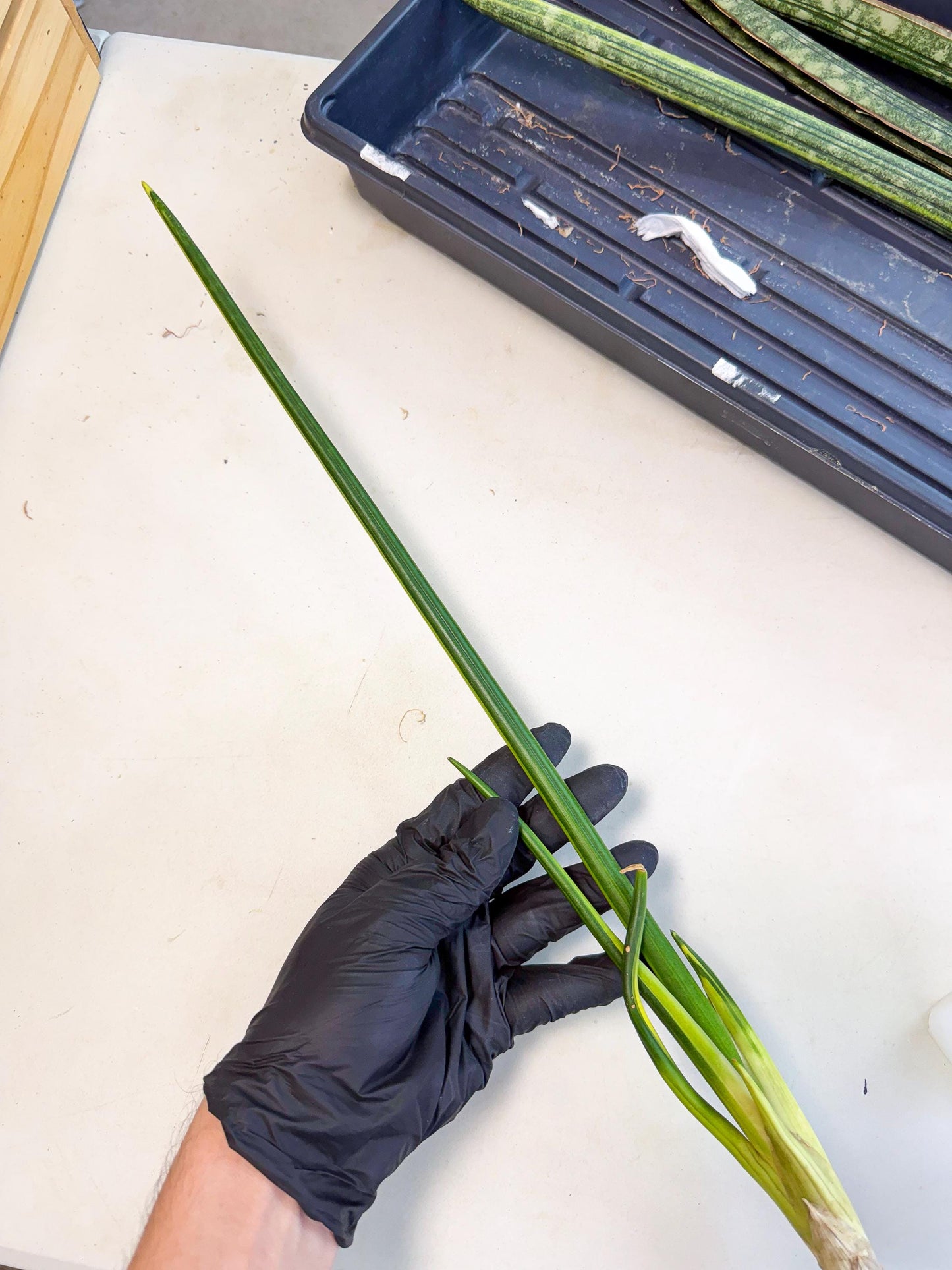 Sansevieria Erythraeae Var (ca4) (p) | Imported