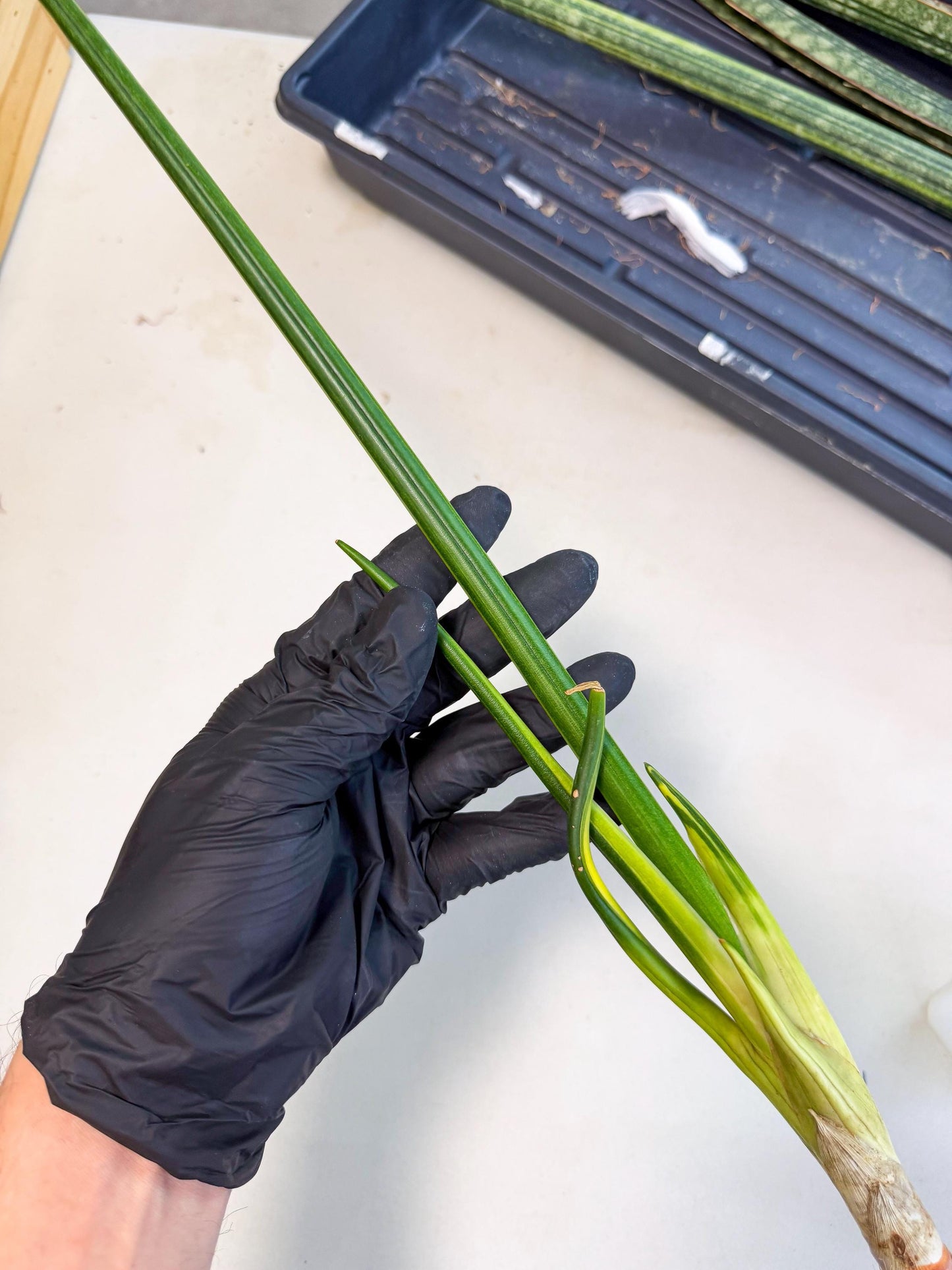Sansevieria Erythraeae Var (ca4) (p) | Imported