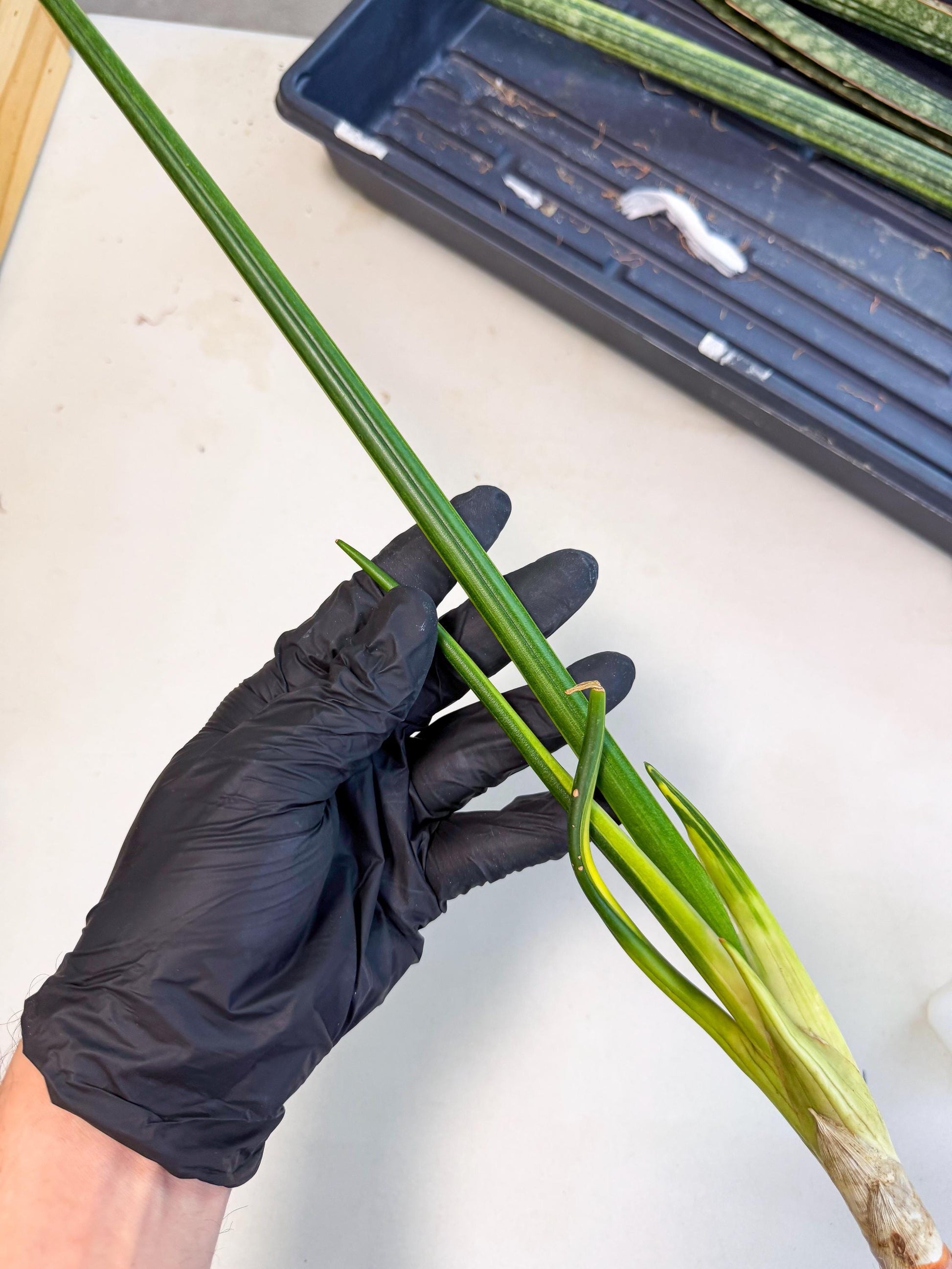 Sansevieria Erythraeae Var (ca4) (p) | Imported