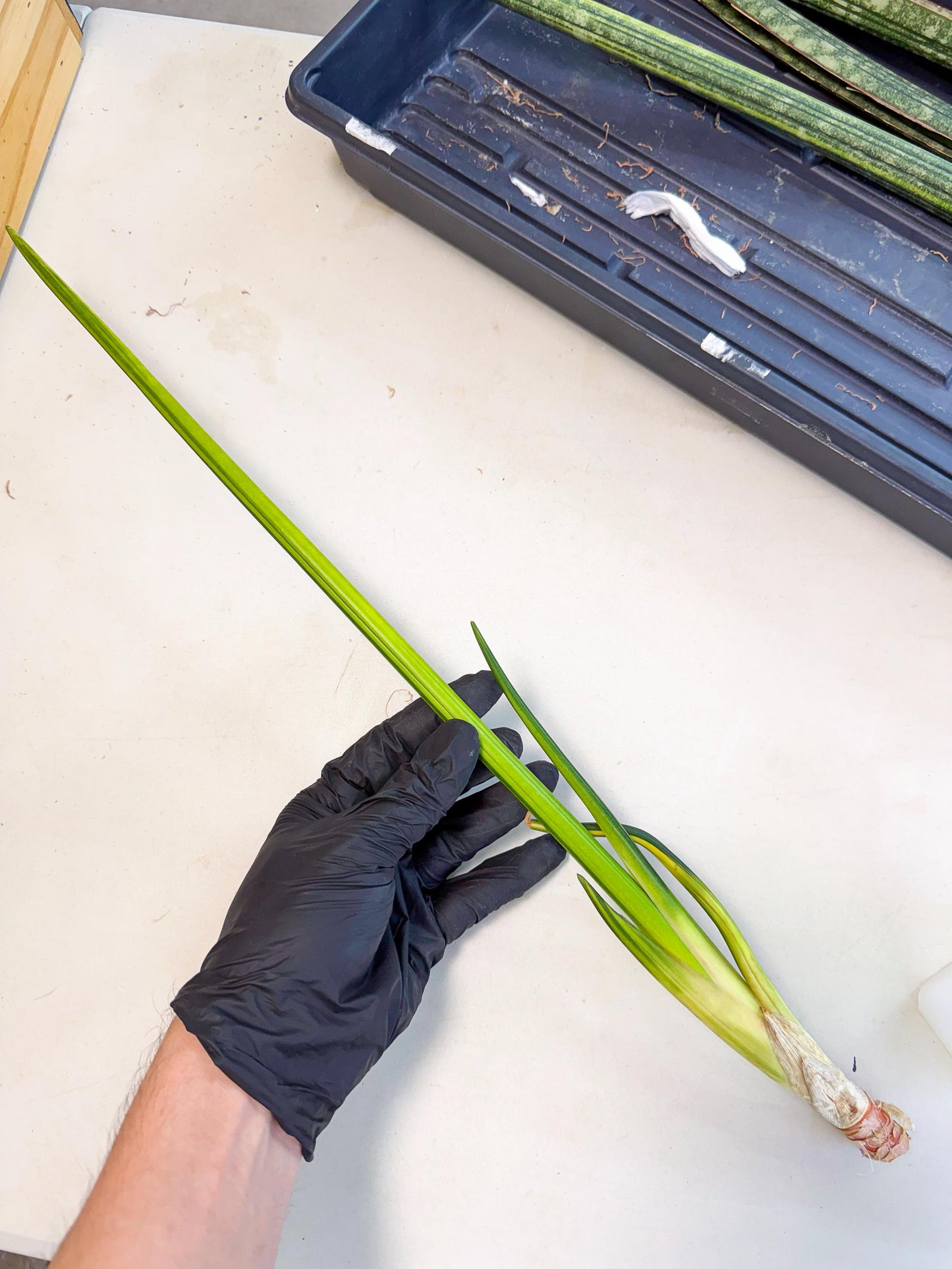 Sansevieria Erythraeae Var (ca4) (p) | Imported
