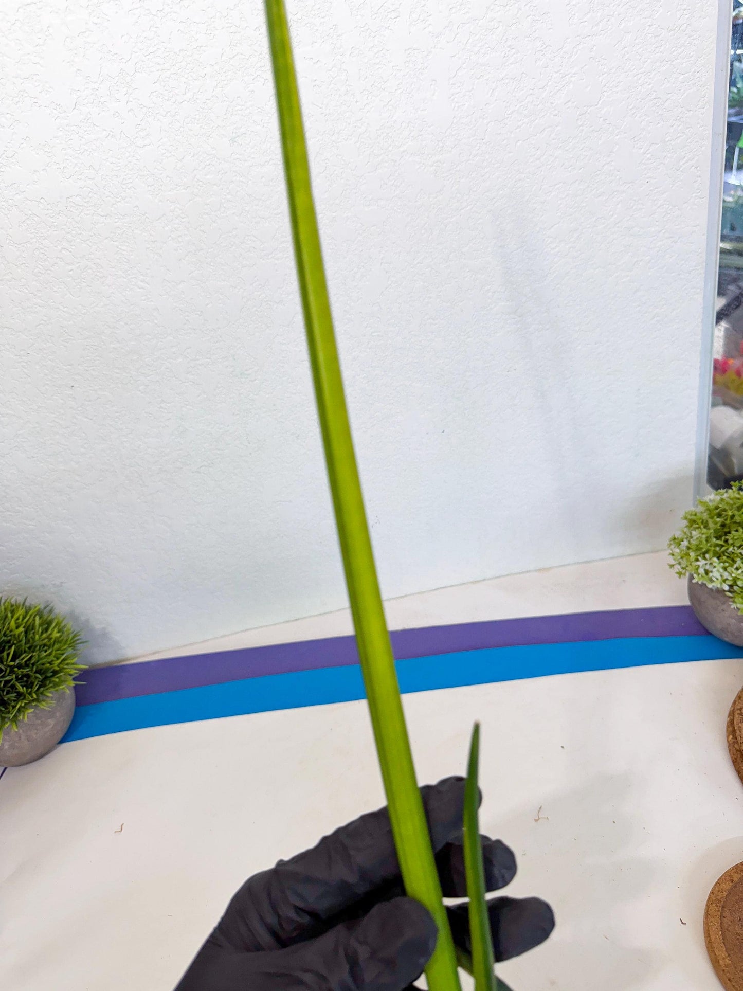 Sansevieria Erythraeae Var (ca4) (p) | Imported